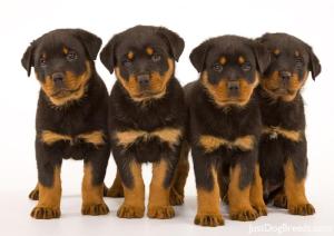 large breed puppies